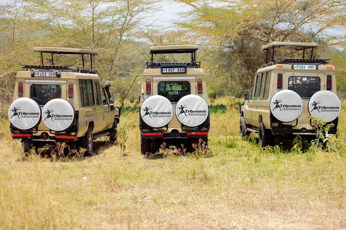 Wildlife in Serengeti