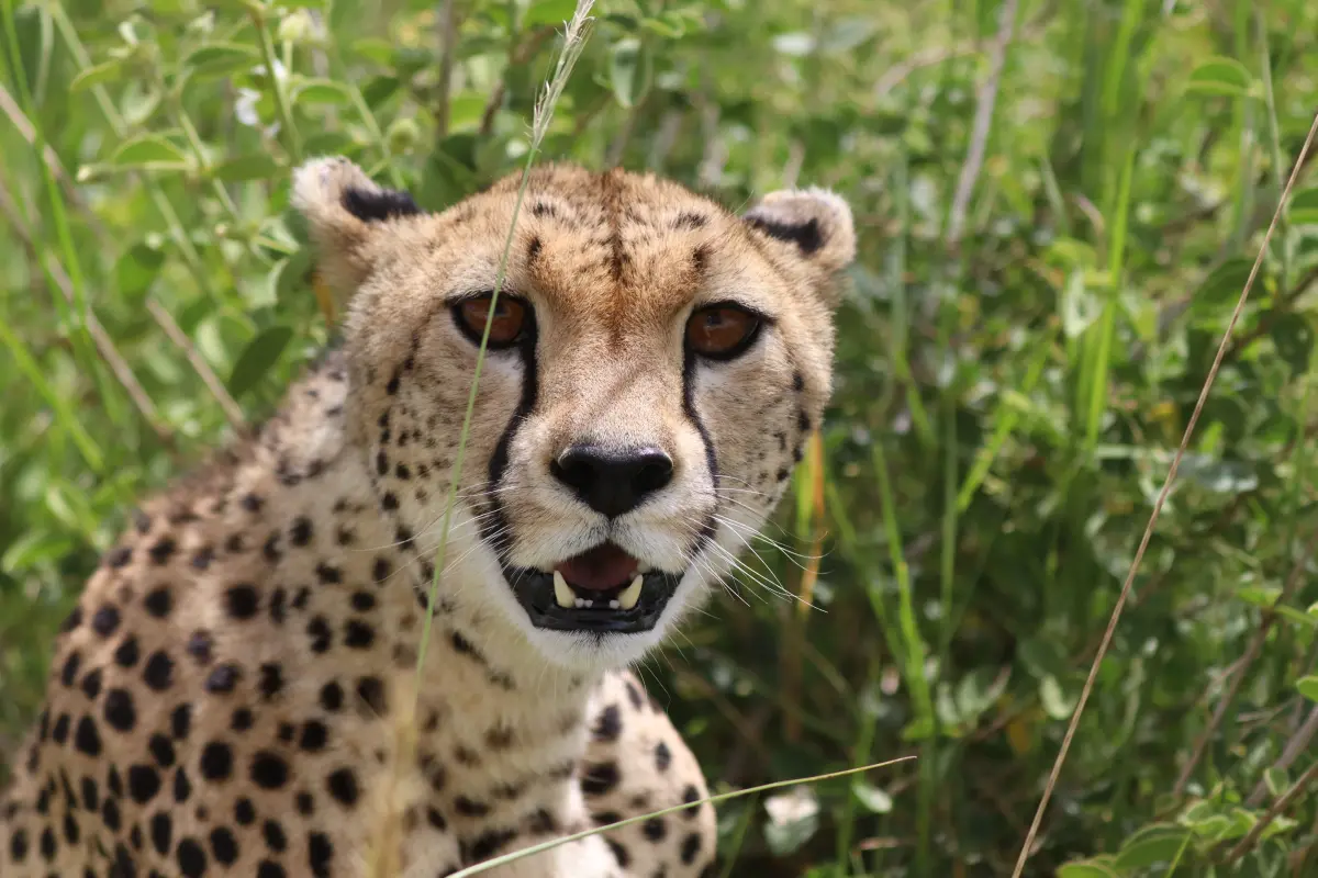 Ngorongoro Crater