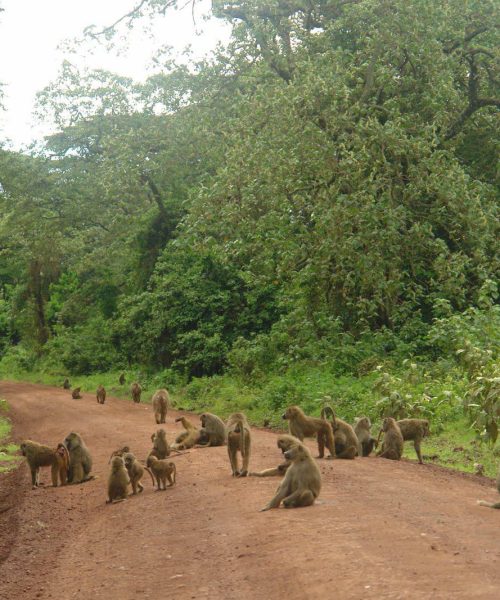 Lake_Manyara_National_Park_Baboons_29