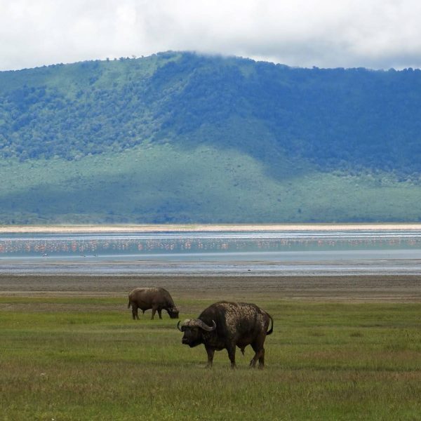 Ngorongoro_Crater_Buffalos_NCA