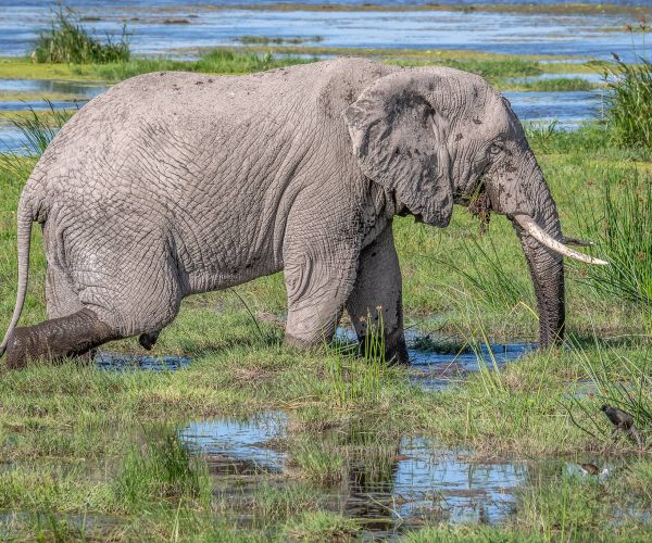 Elephant  (Loxodonta africana) in Amboseli National Park, Kenya. Conservation Status: Vulnerable