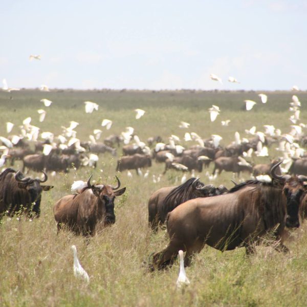 Serengeti_National_Park_Wildebeests_22